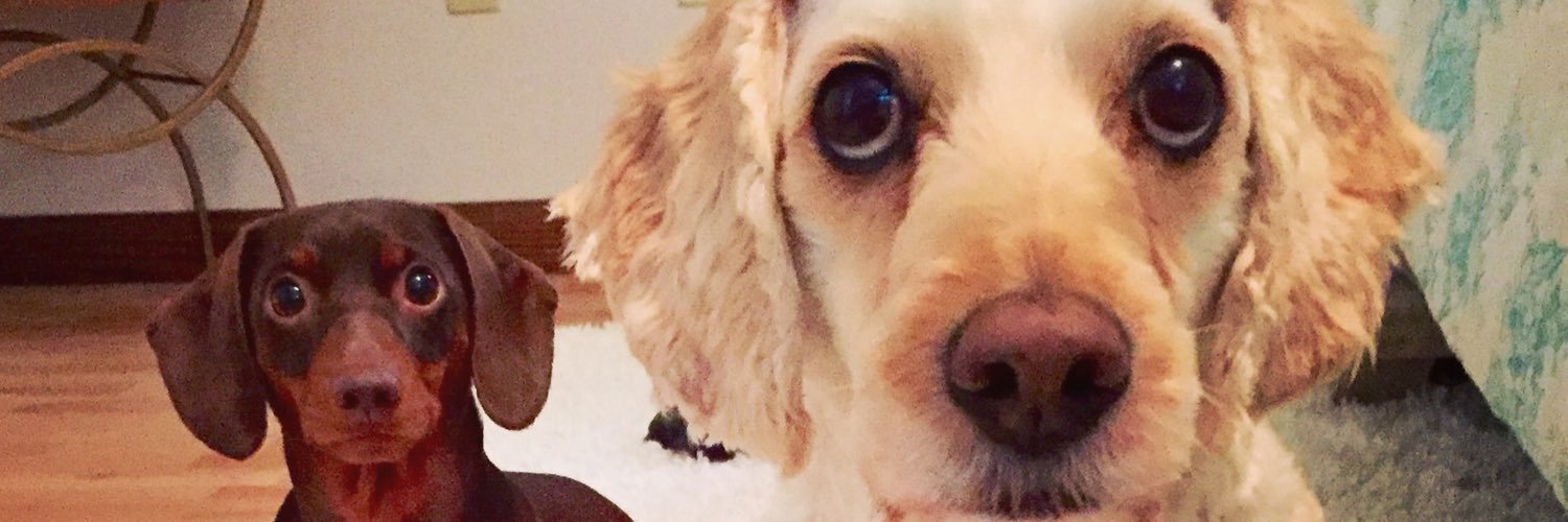 chelseydn00's profile banner image