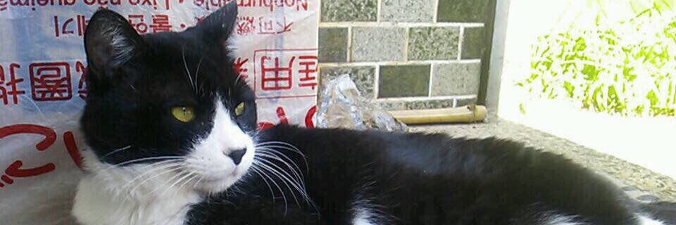 sanpeee3's profile banner image