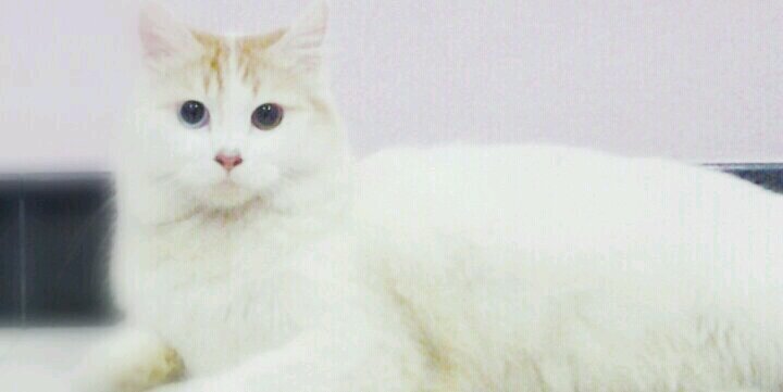 IchaDevii's profile banner image