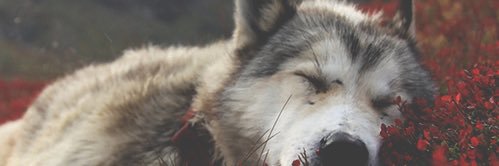 Okay GÜRSOY banner