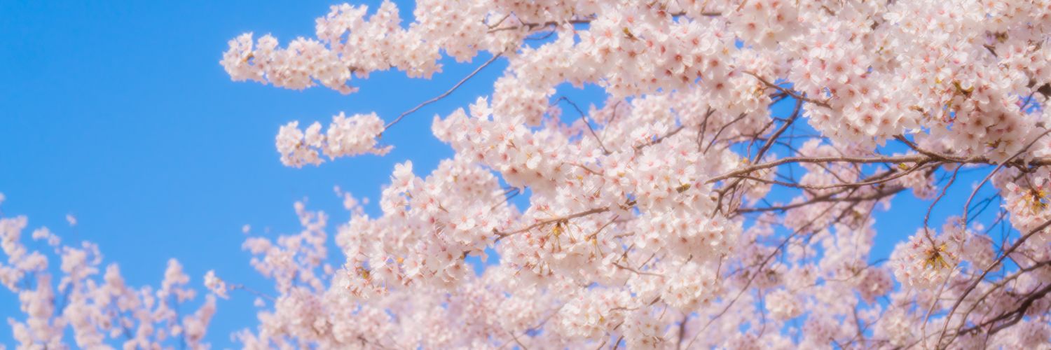 곶감 banner