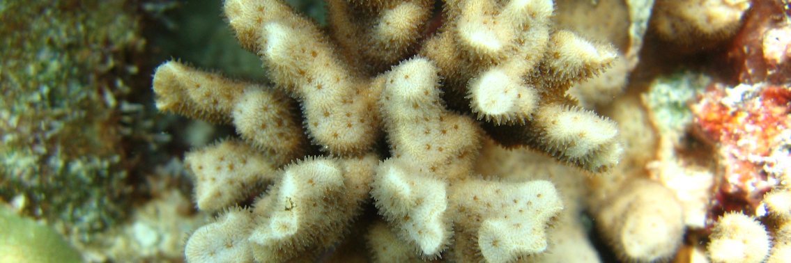 Pedro C. González-Espinosa 🇲🇽 banner