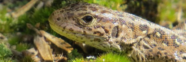Wiltshire Amphibian and Reptile Group Profile Banner
