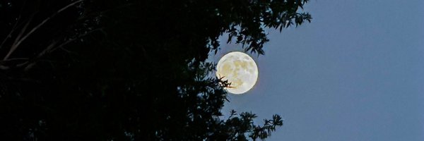 GuleMehtab786 Profile Banner