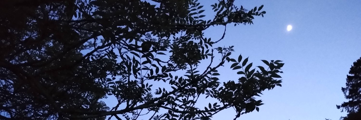 Daria Luchinskaya banner