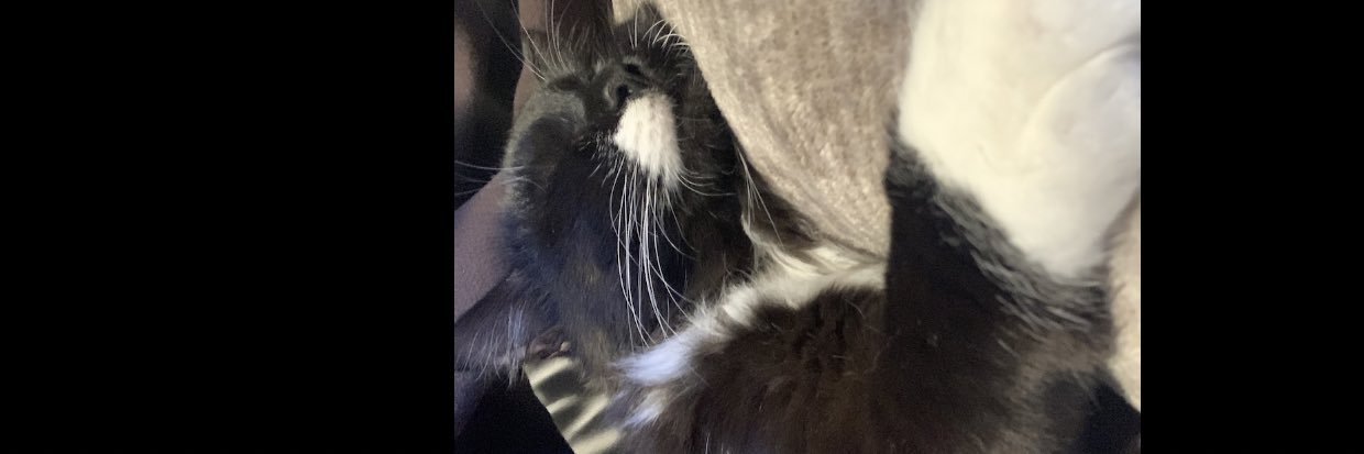 carrmennn1's profile banner image