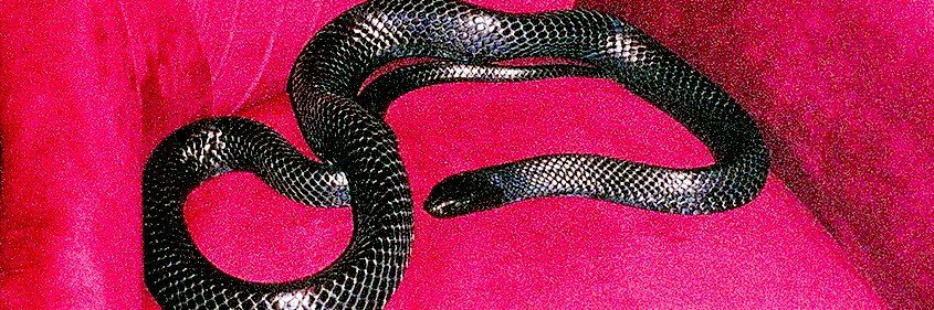 TR1LLA's profile banner image