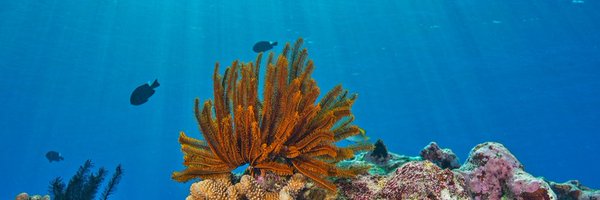 unswcmsi Profile Banner