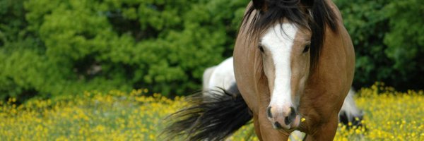 SeverineParayre Profile Banner
