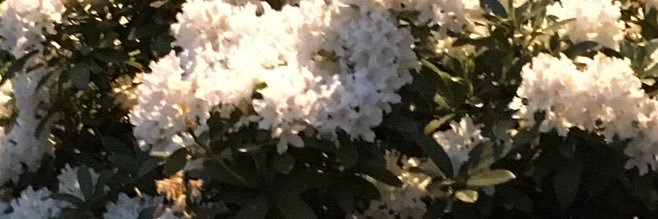 jillybean103's profile banner image