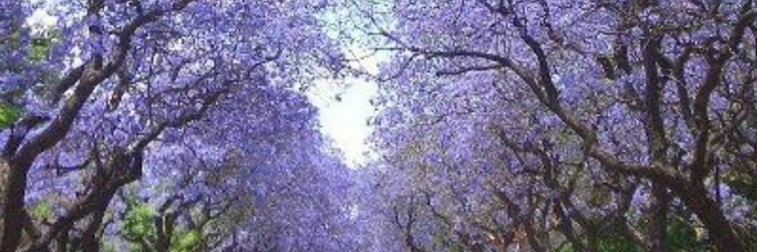 buhera4's profile banner image