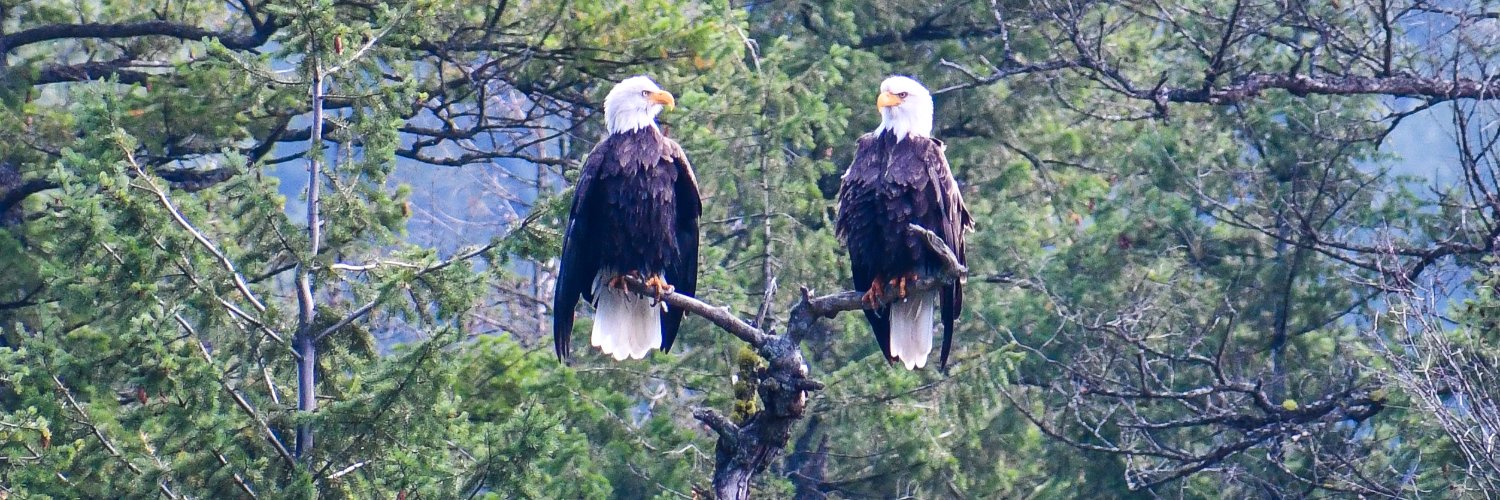 Evergreen Foundation banner