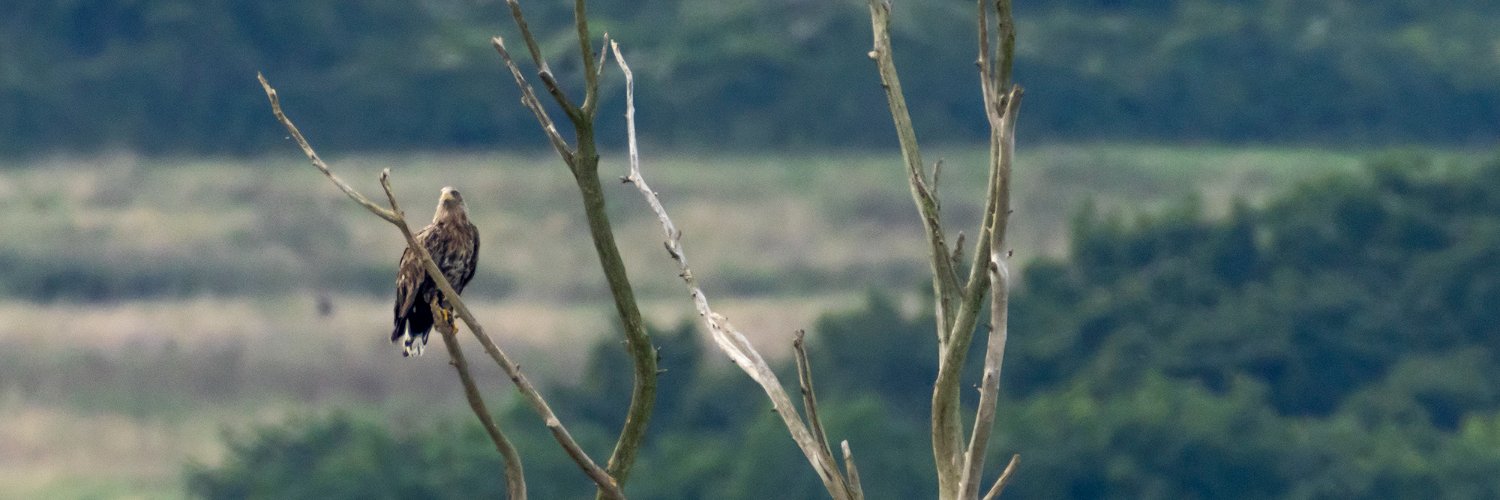 Sea Eagle England's banner
