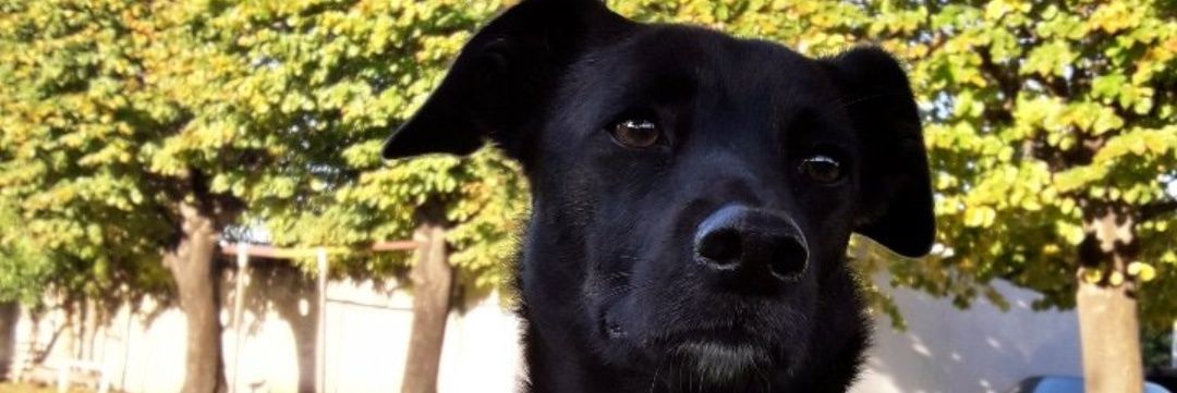 benchecho's profile banner image