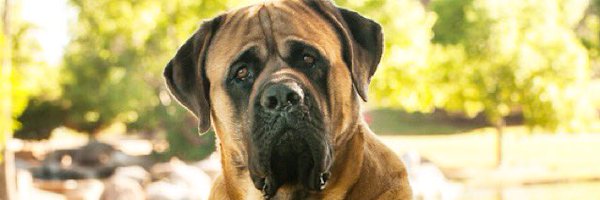 vtodorovich Profile Banner