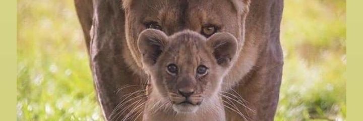 janiten's profile banner image