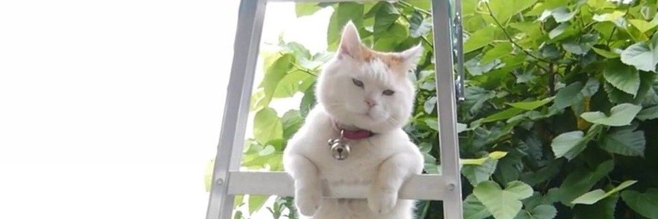 去势药娘 Emma banner