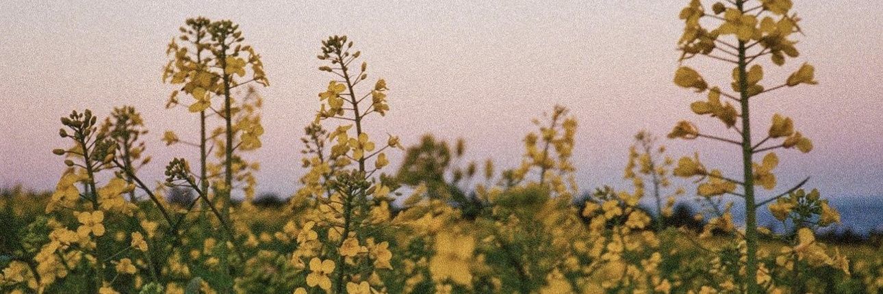roastedppang's profile banner image