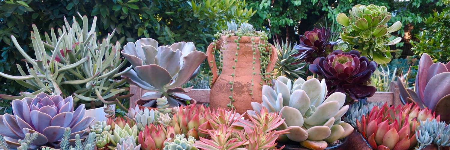 World of Succulents banner