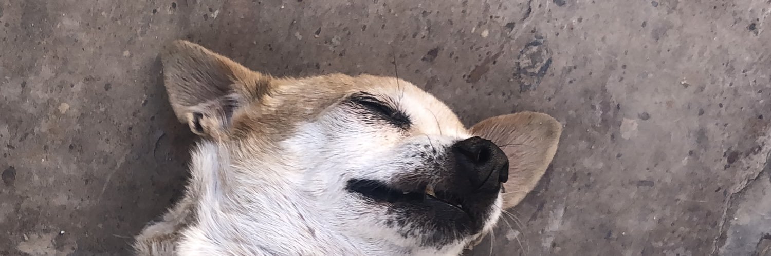 littleturtlewi's profile banner image