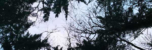bruisecollector Profile Banner