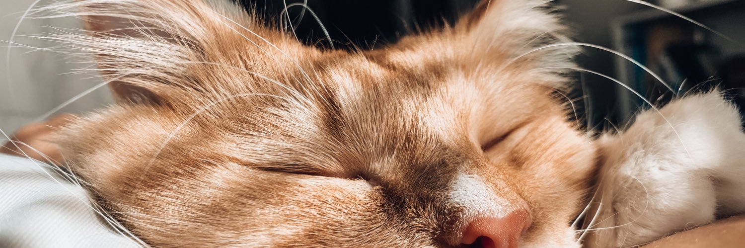 HALIEngler's profile banner image