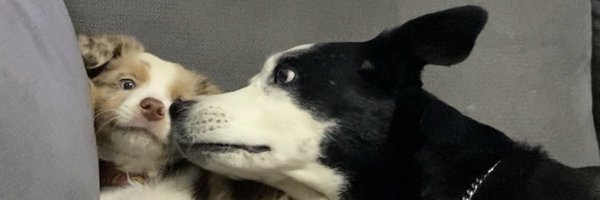 pausalins Profile Banner