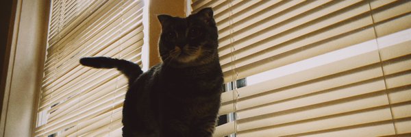 ziyu__lu Profile Banner