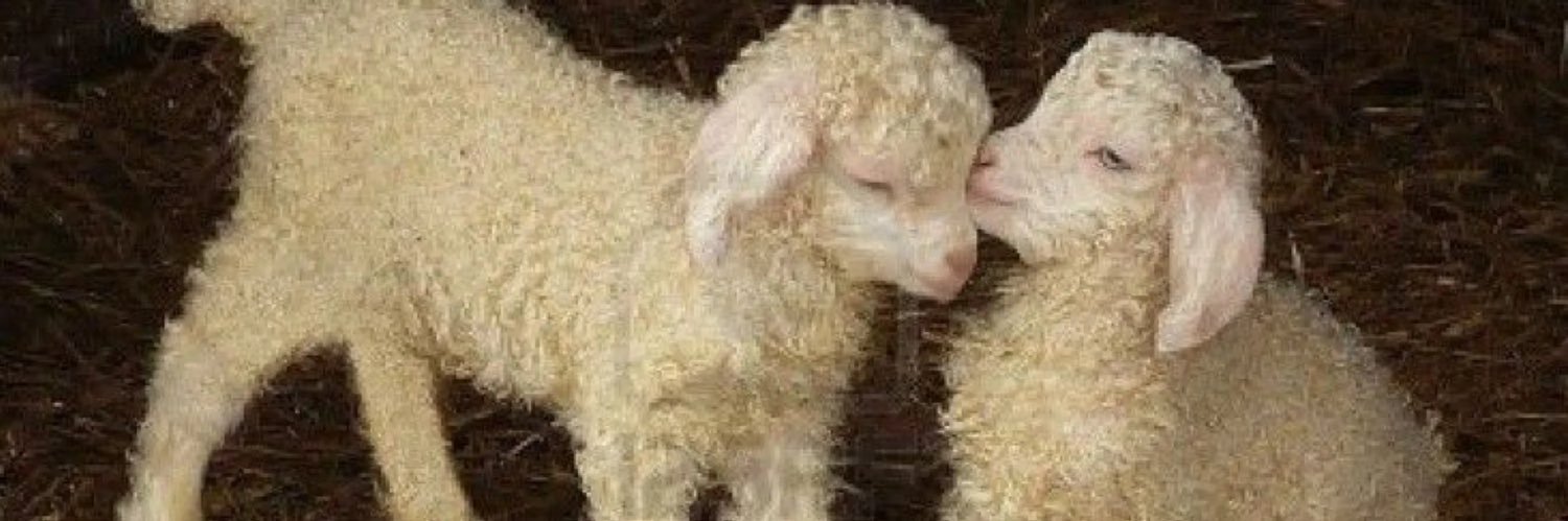 A Sacrificial Lamb ☀️🩸 banner