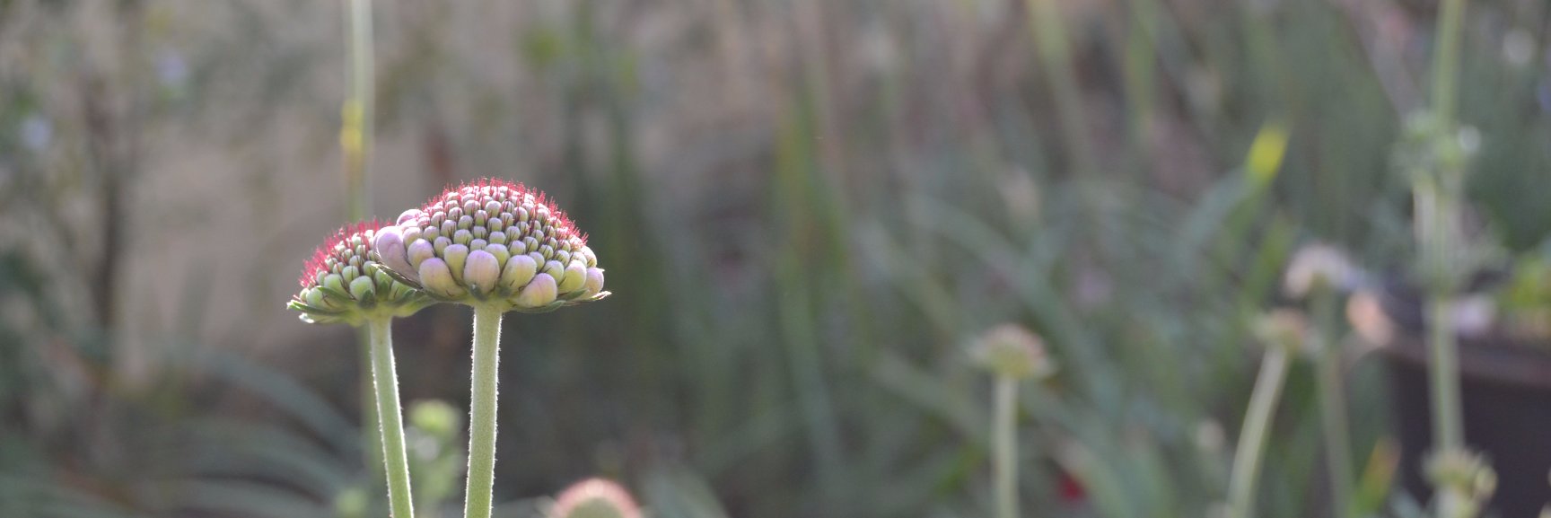 sprouting_bean's profile banner image