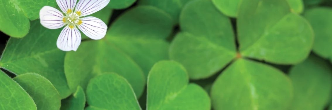 StBlogustine's profile banner image