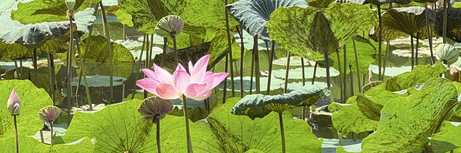 nesyariv_'s profile banner image