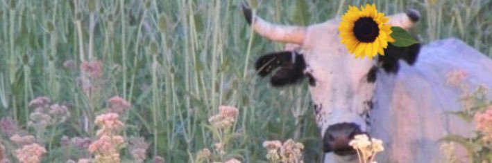 fluffywithlove banner