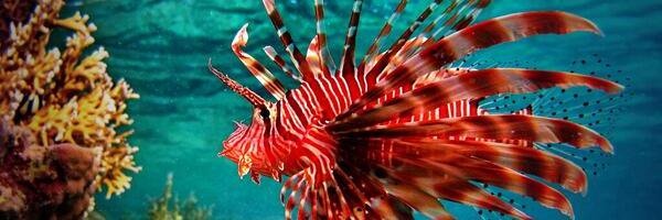 pkarp24's profile banner image