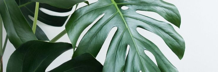 what_bunny's profile banner image