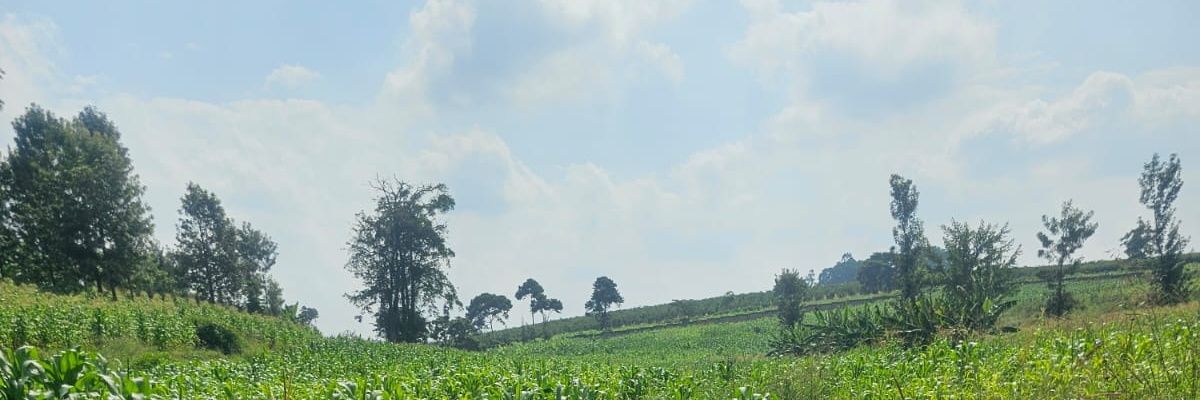 Dkavuku's profile banner image