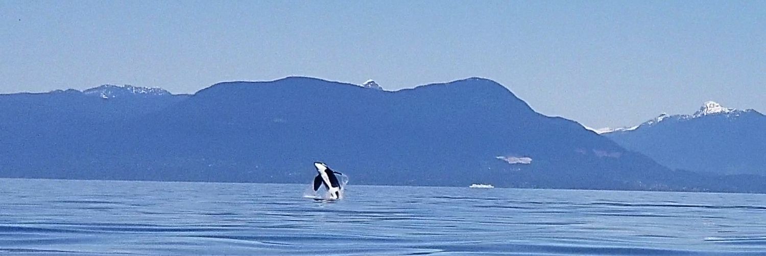 Orca3G's profile banner image