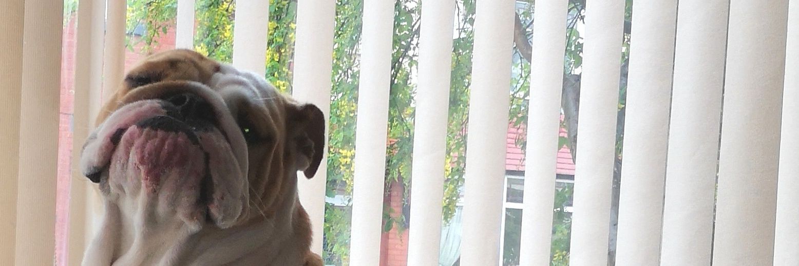 Lindsay Carrington banner