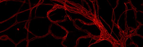ipekresearch Profile Banner