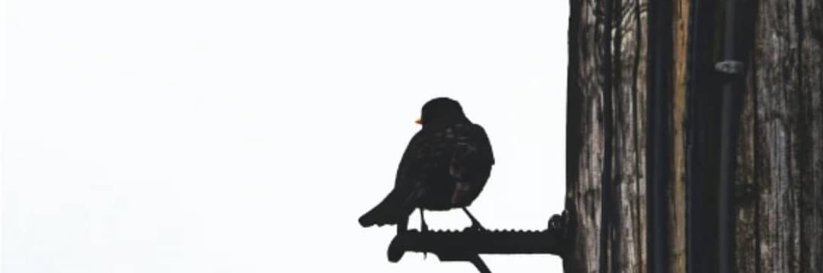 Aliontwit's profile banner image