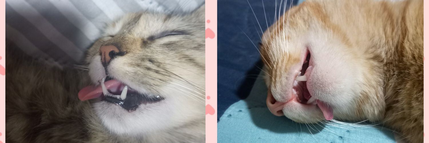 dimadico's profile banner image