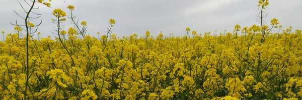 Delphin30917655 Profile Banner