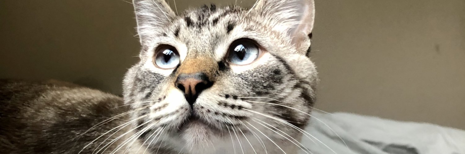 daemofo's profile banner image
