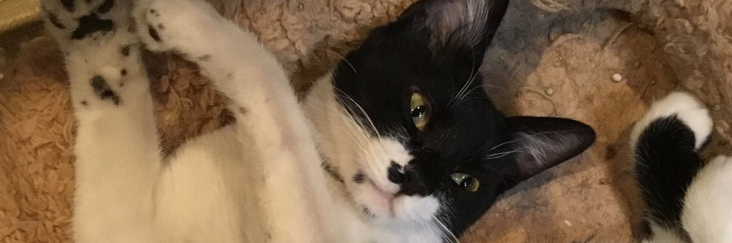 legumeae's profile banner image