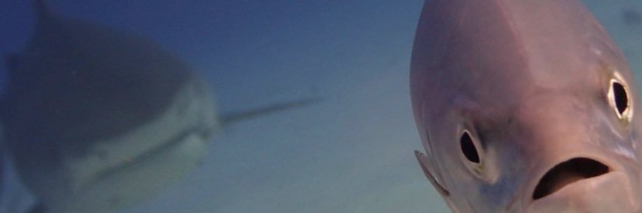 Kosher Kayfabe banner