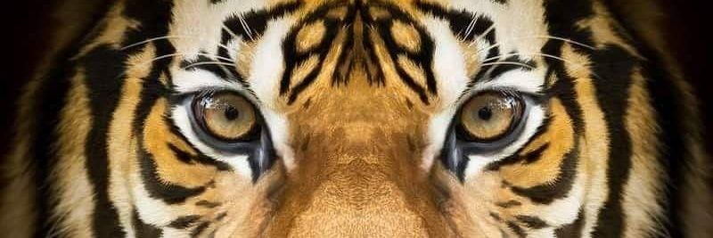 elerickauriazul's profile banner image