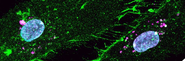 Kelvyinzinho Profile Banner