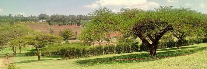 Alex Kwizera banner