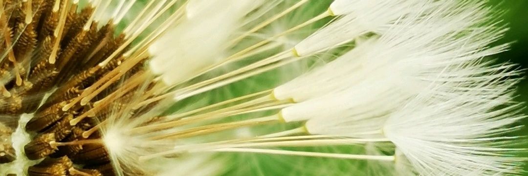 Teej banner