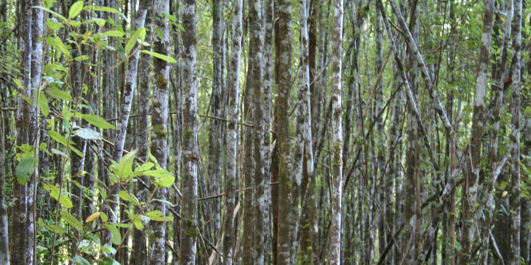 Camille Lockhart banner